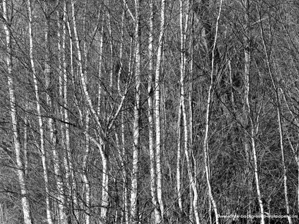HD Wallpaper White Birch Tree X Kb Jpeg
