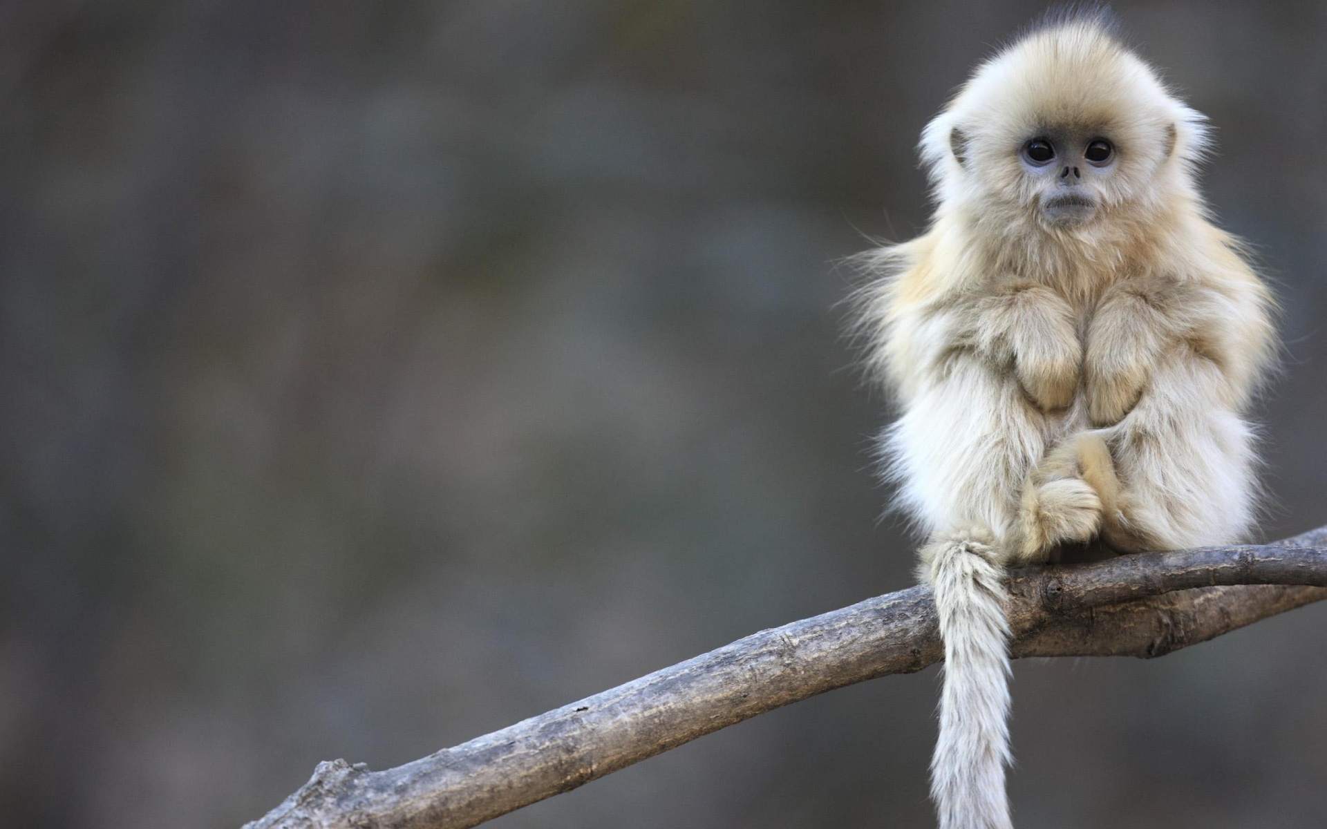 10 Golden snub nosed monkey HD Wallpapers and Backgrounds
