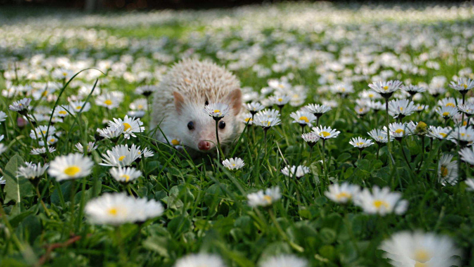 Spring Hedgehog Pattern by freeminds  Wallpaper iphone cute Hedgehog  Iphone wallpaper