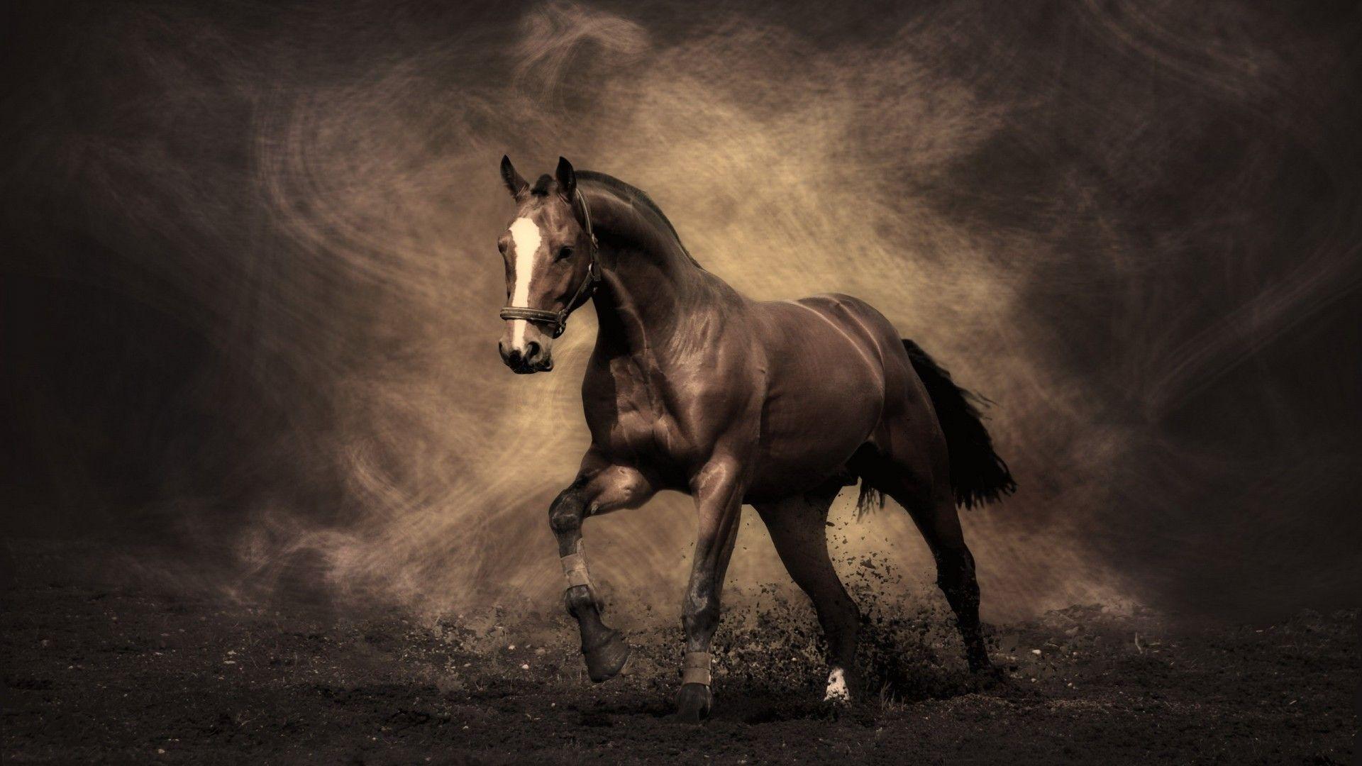Horse Background For Your Puter