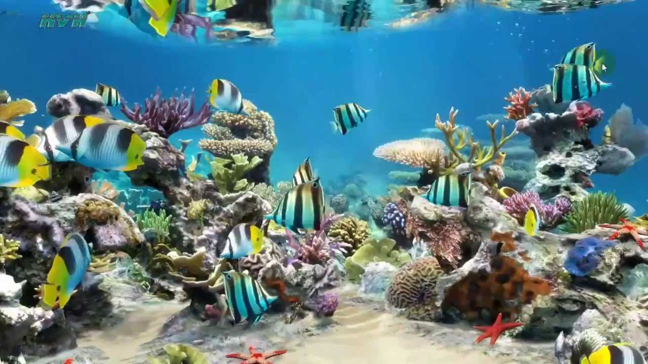 Free Download Sim Aquarium Live Wallpaper My Desktop 1280x720