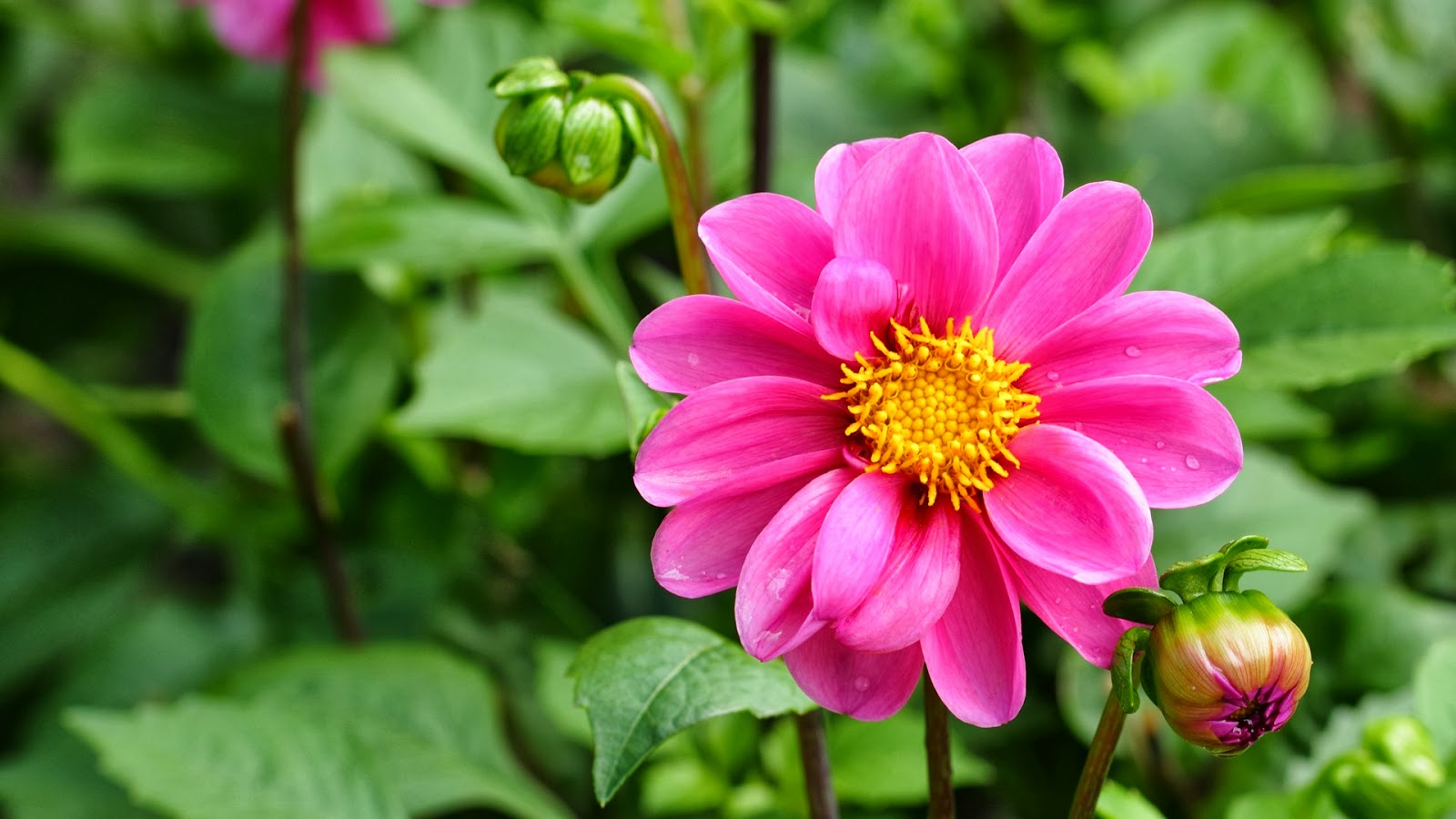 Wallpaper Bunga Cantik