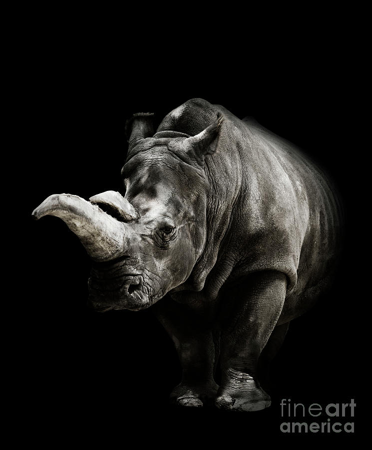 Rhinoceros On Black Background Photograph By Svetlana Foote