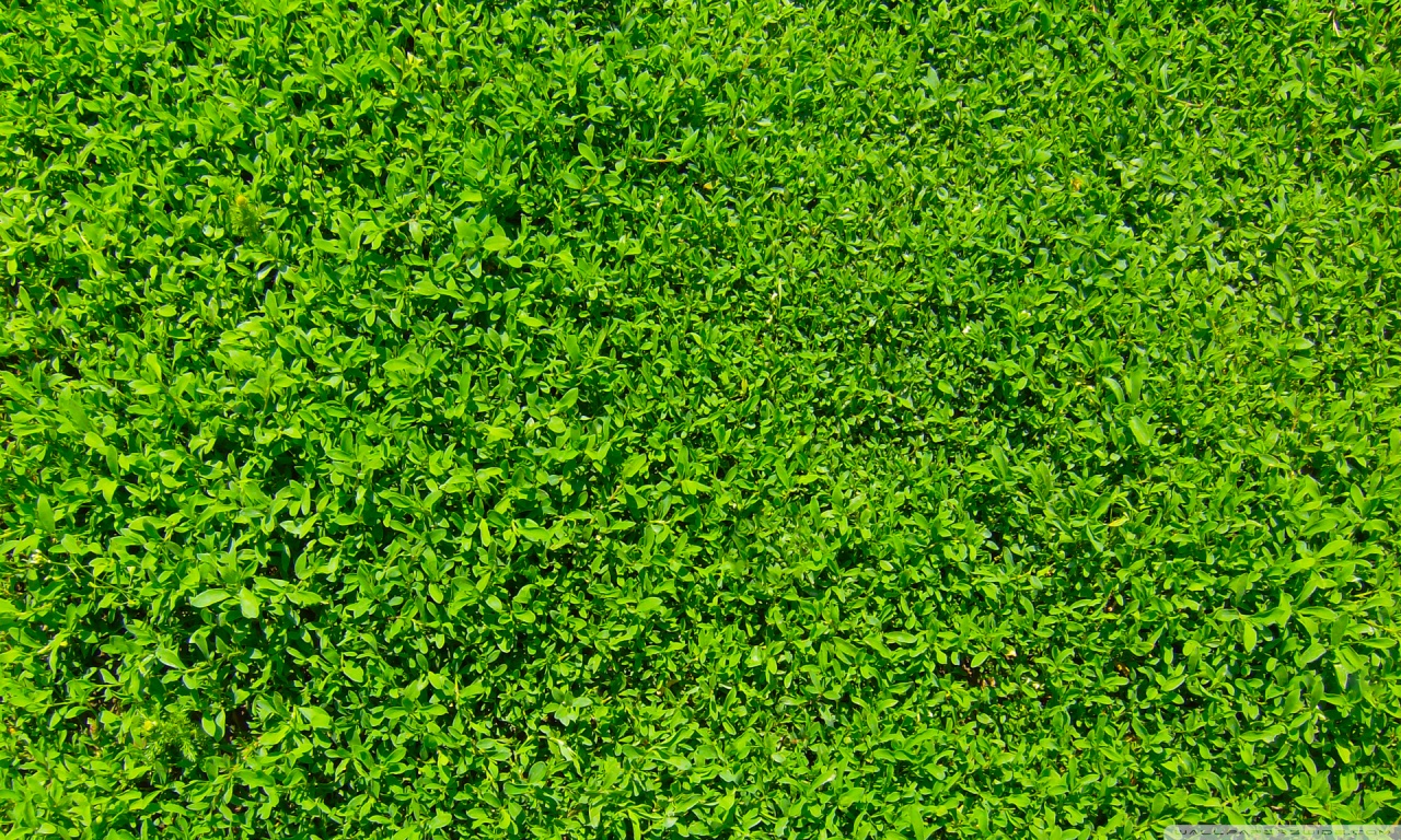 Grass Wallpaper Hd