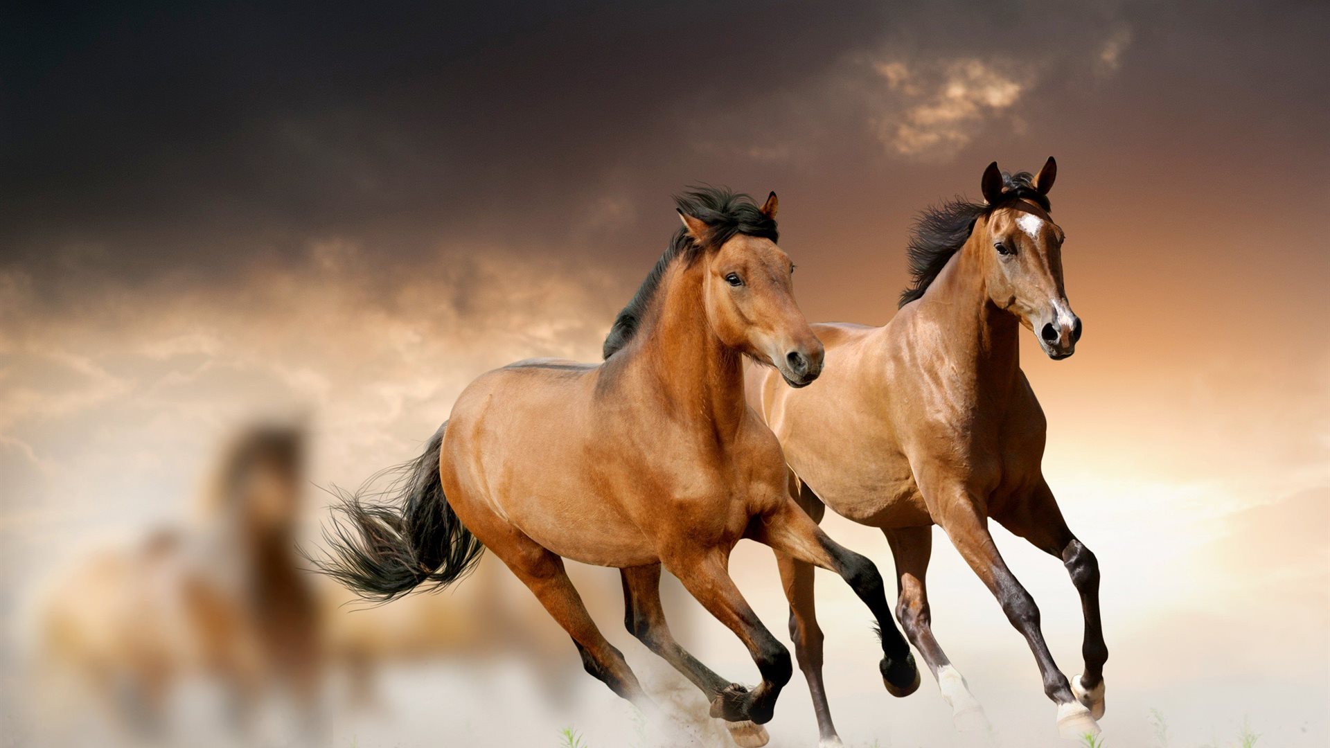 Horse Background Wallpaper