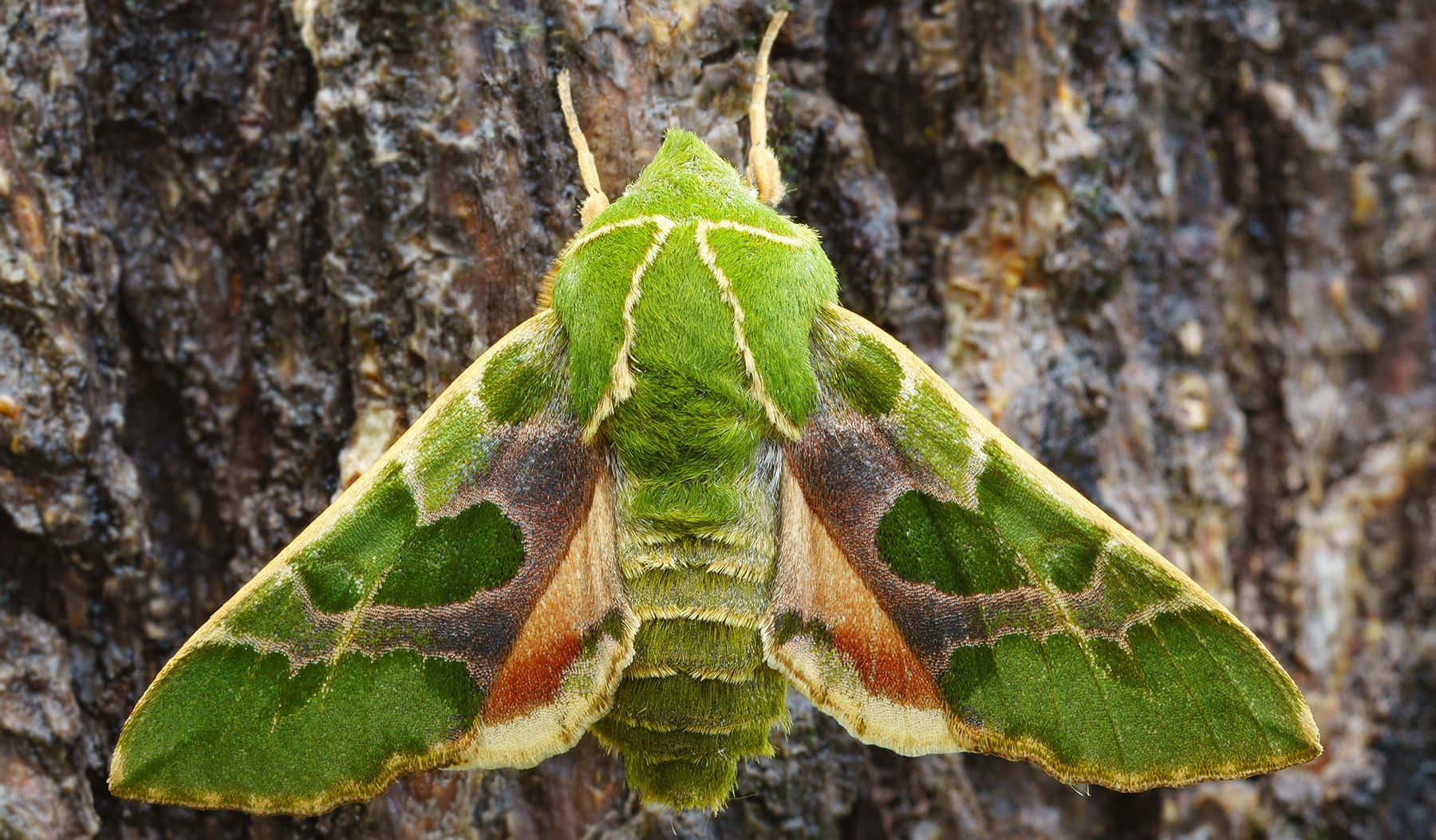 Vibrant Sphinx Moth Against Bark Wallpaper