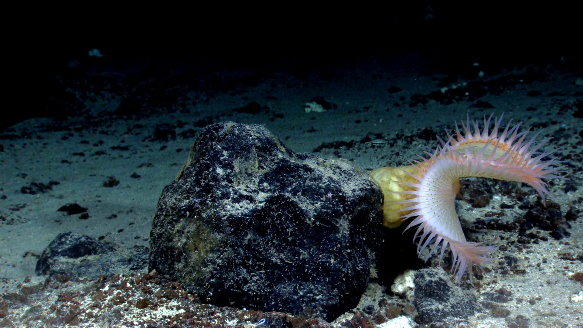 Venus Flytrap Sea Anemone Wallpaper