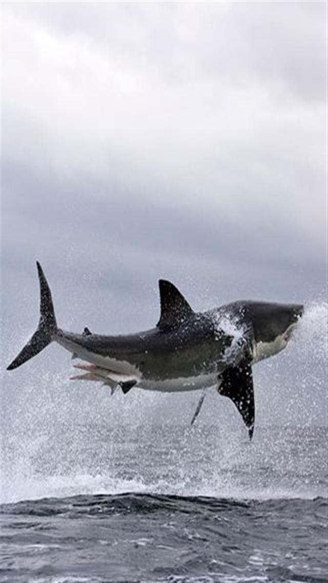 White Shark Animal iPhone Wallpaper S 3g