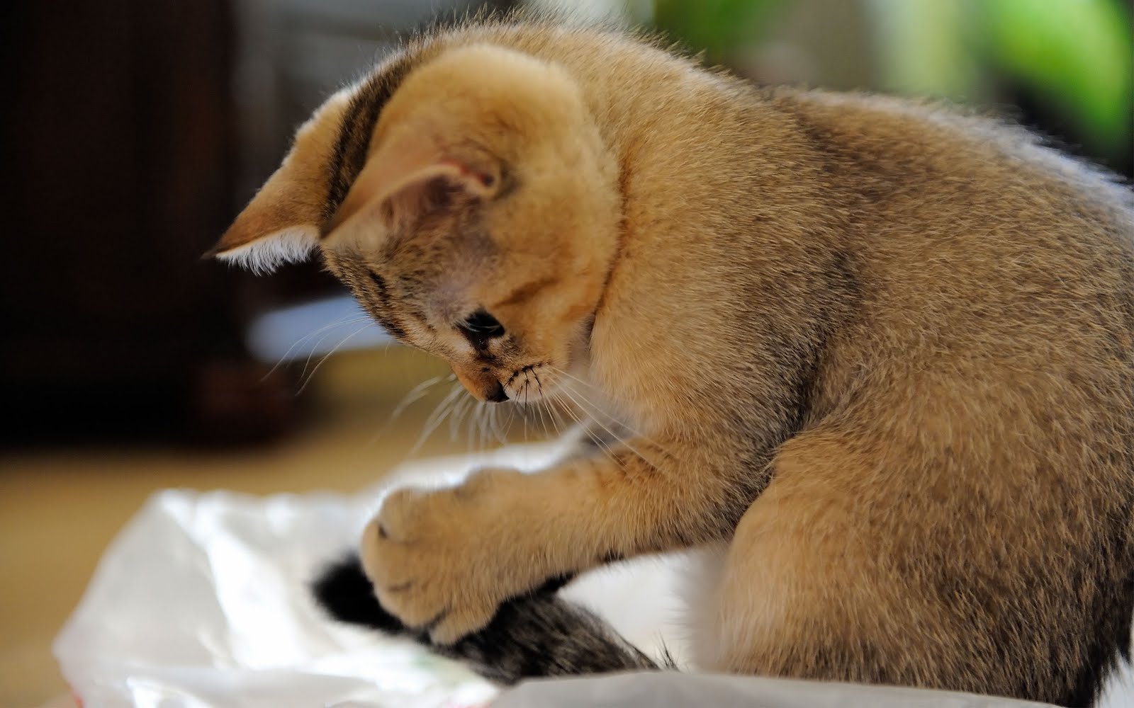 Cute Cat Widescreen HD Wallpaper