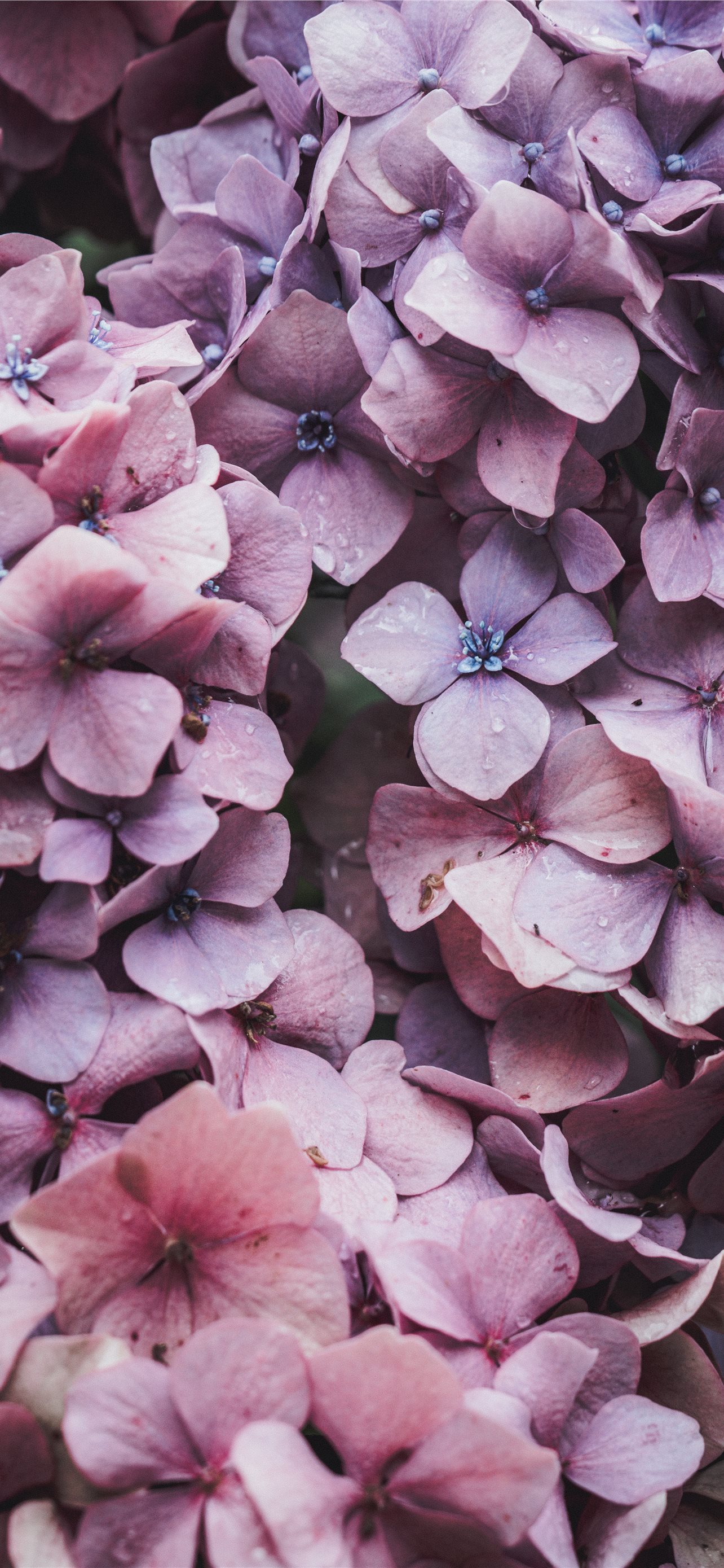Pink Flowers iPhone Wallpaper