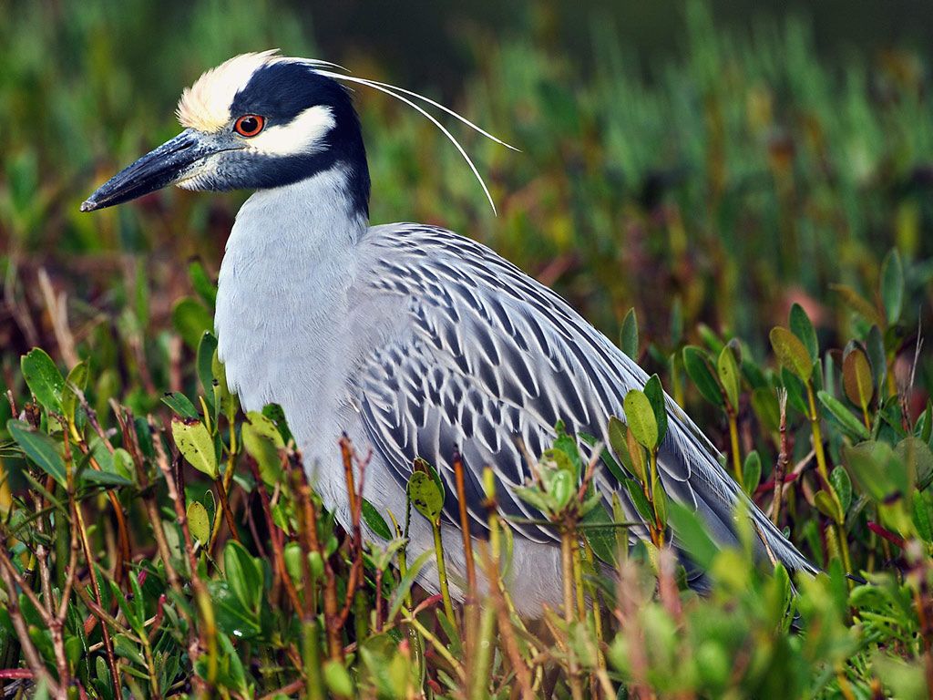 Yellow Crowned Night Heron Have Seen This In Chincoteague Va