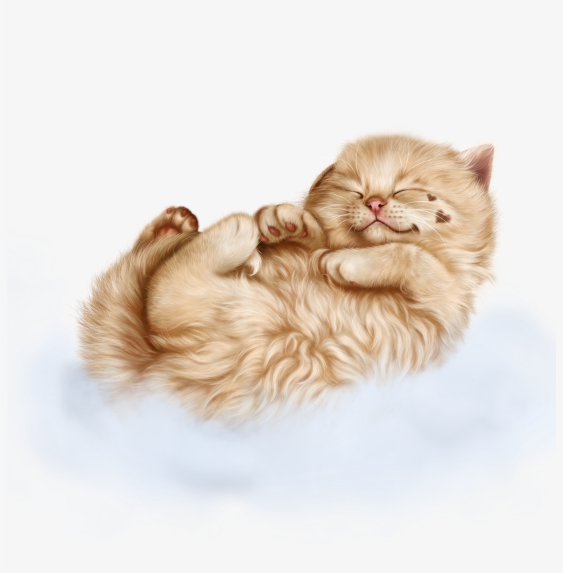 Animal Photography Cat Clipart Kitten Wallpaper Clip Art