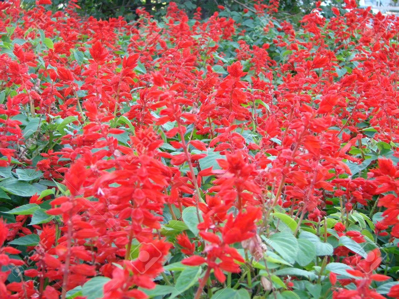 Salvia Divinorum Red Flowers Among Green Leaves On A Light