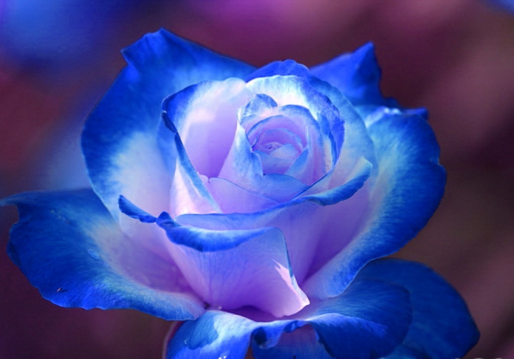 Blue Roses Wallpaper HD For Walls Mobile Phone Widescreen