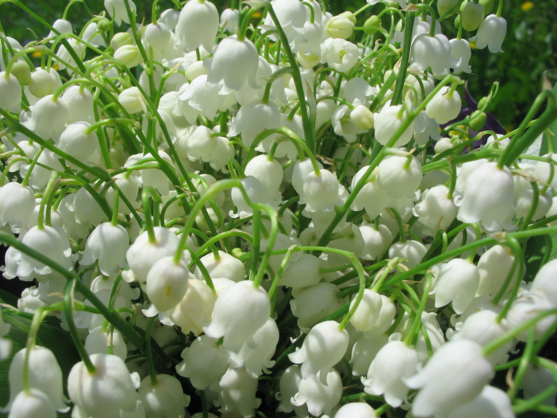 White Flower Nature Lily Of The Valley HD Wallpaper