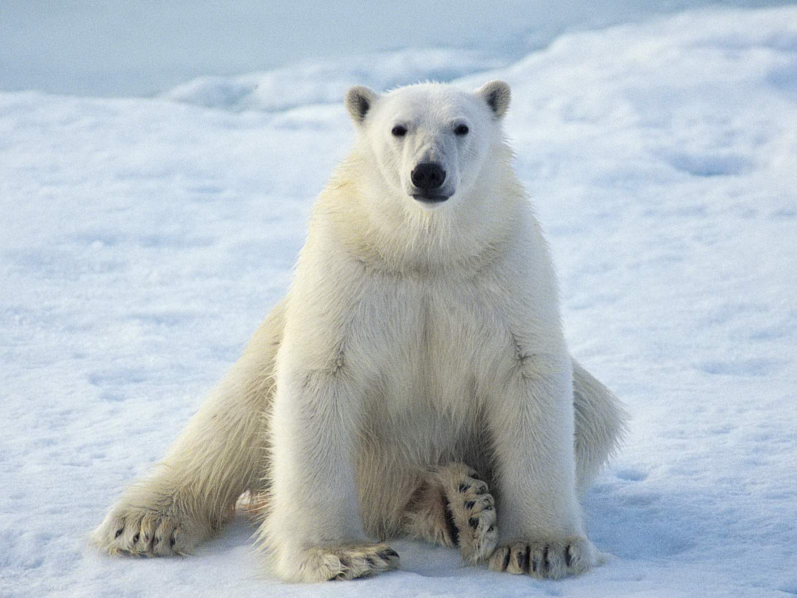 Sitting Polar Bear Desktop Wallpaper