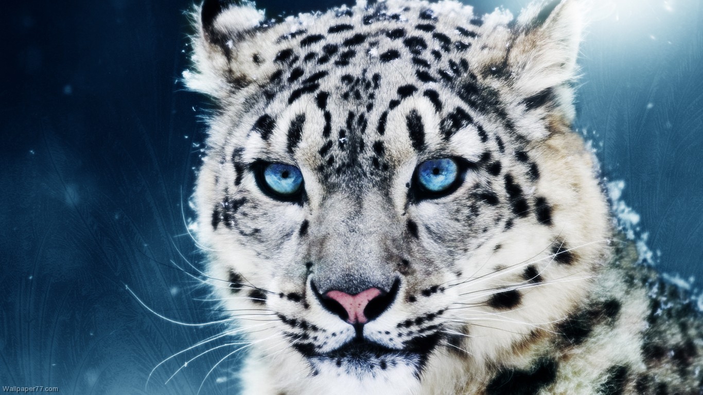 Baby Snow Leopard Wallpaper Image Pictures Becuo