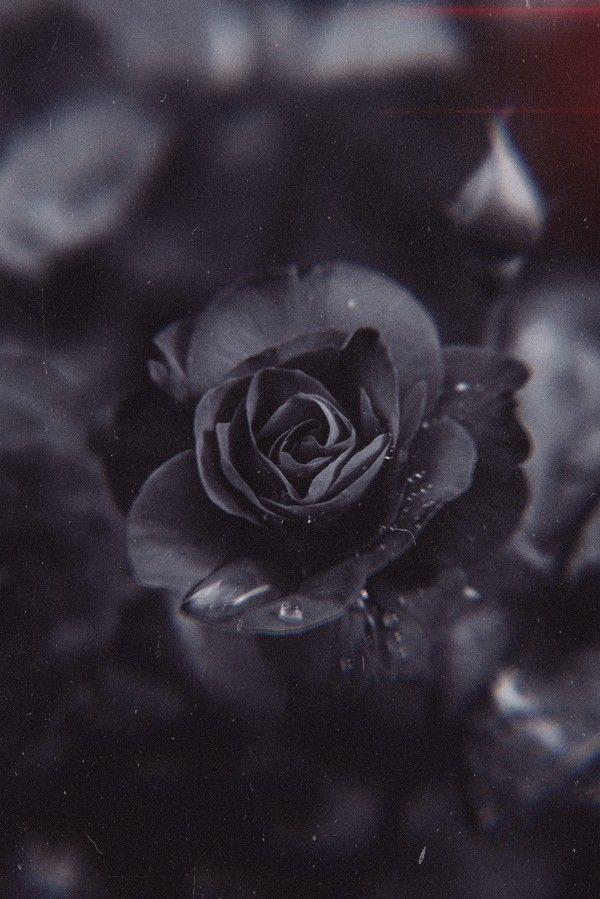 Black Rose Flower Dark Red Wallpaper
