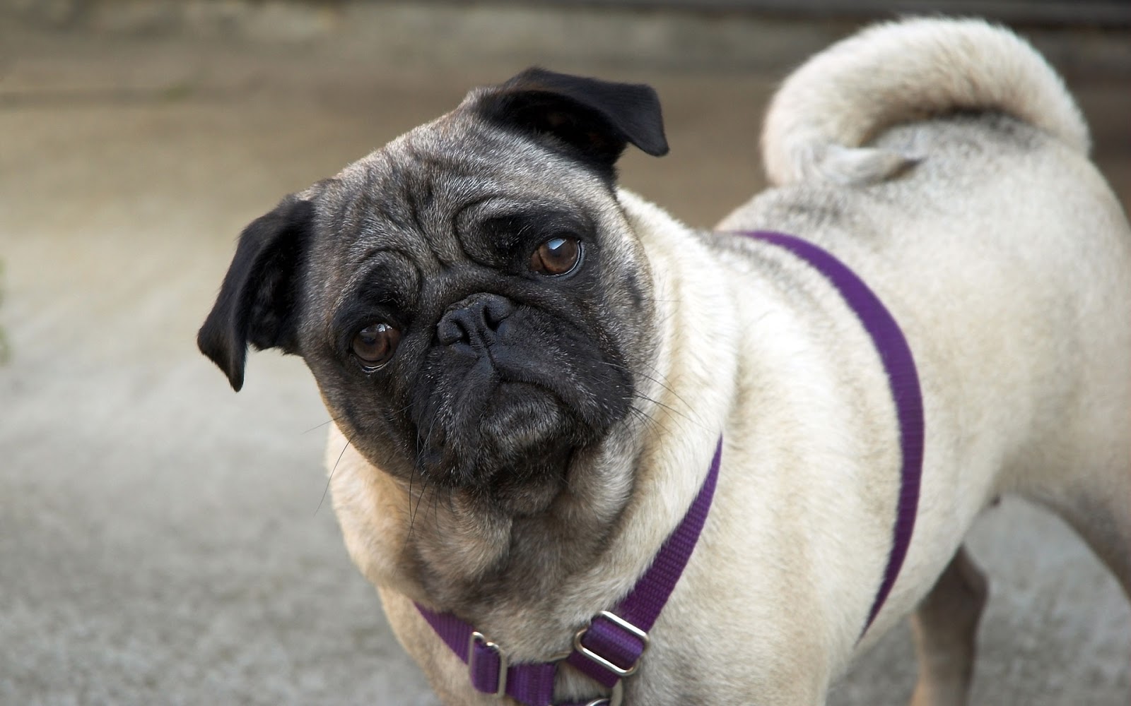Pug Dog Best HD Wallpaper All About
