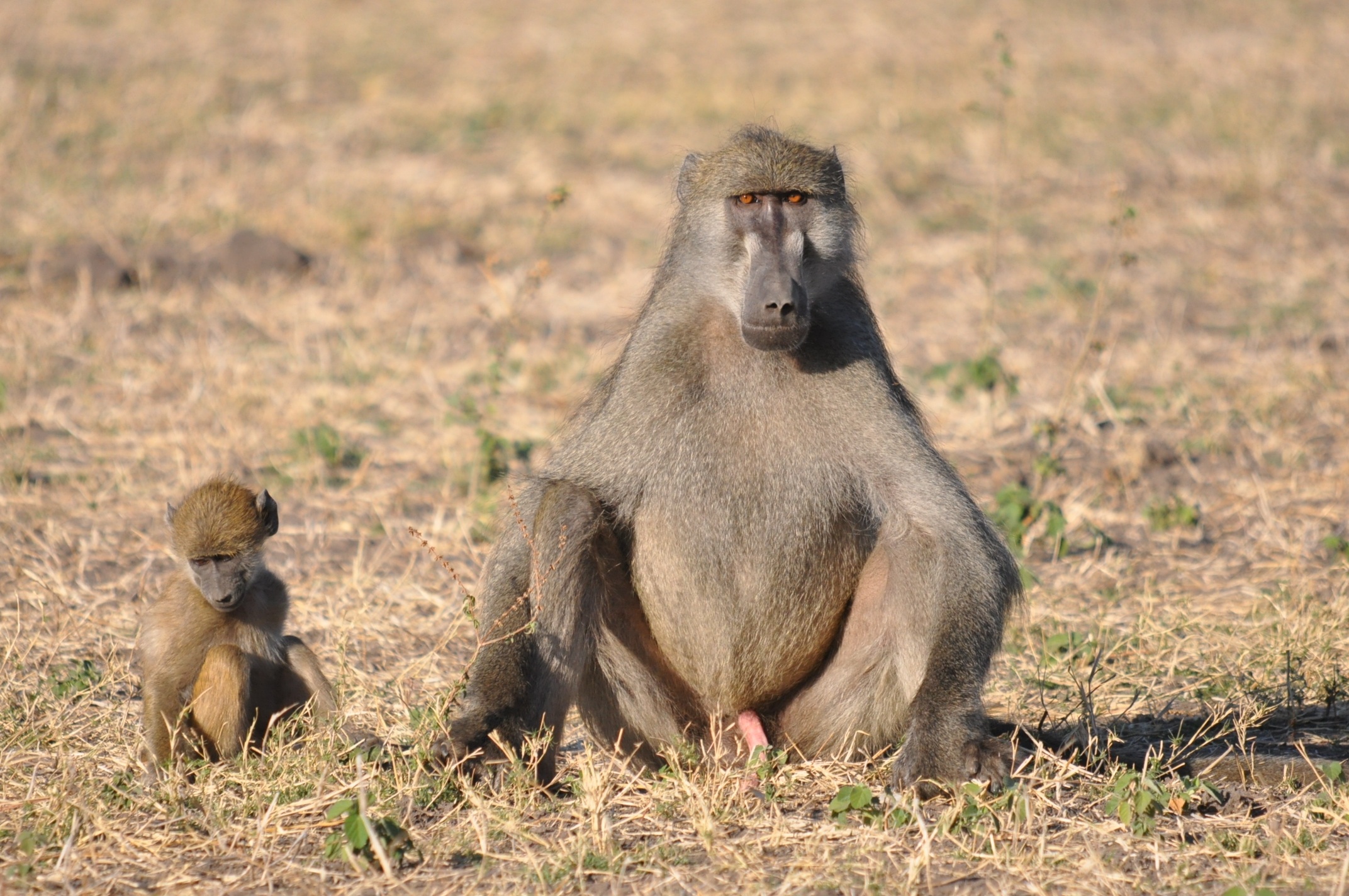 A large male baboon sits on the dry ground with a younger baboon beside him