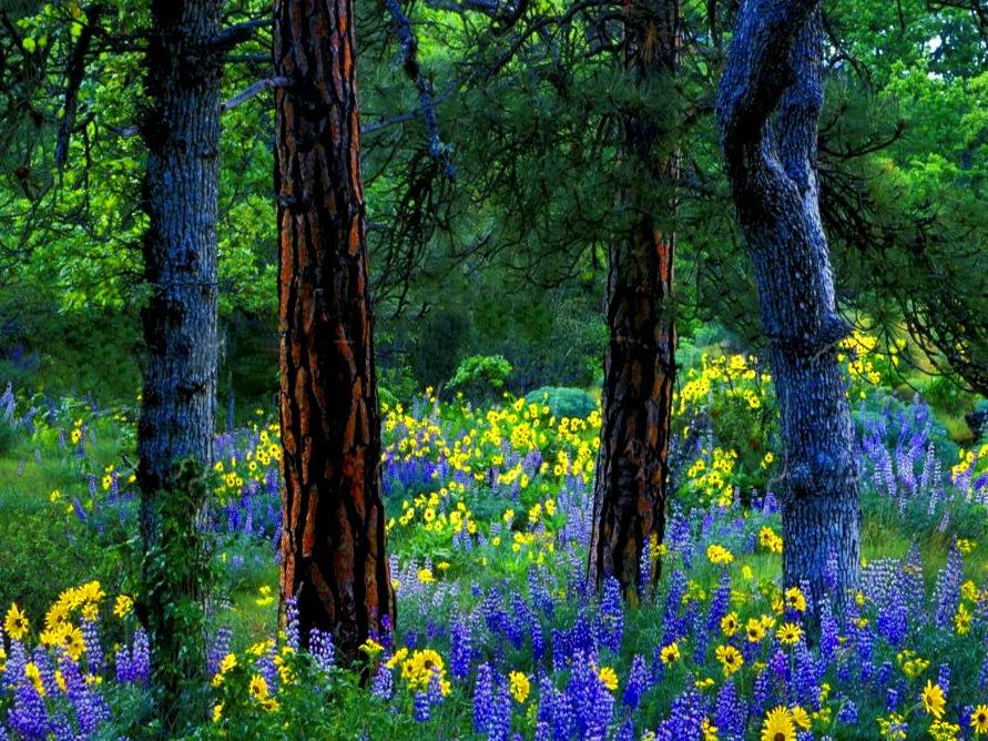 Spring Flowers In Forest Wallpaper HD