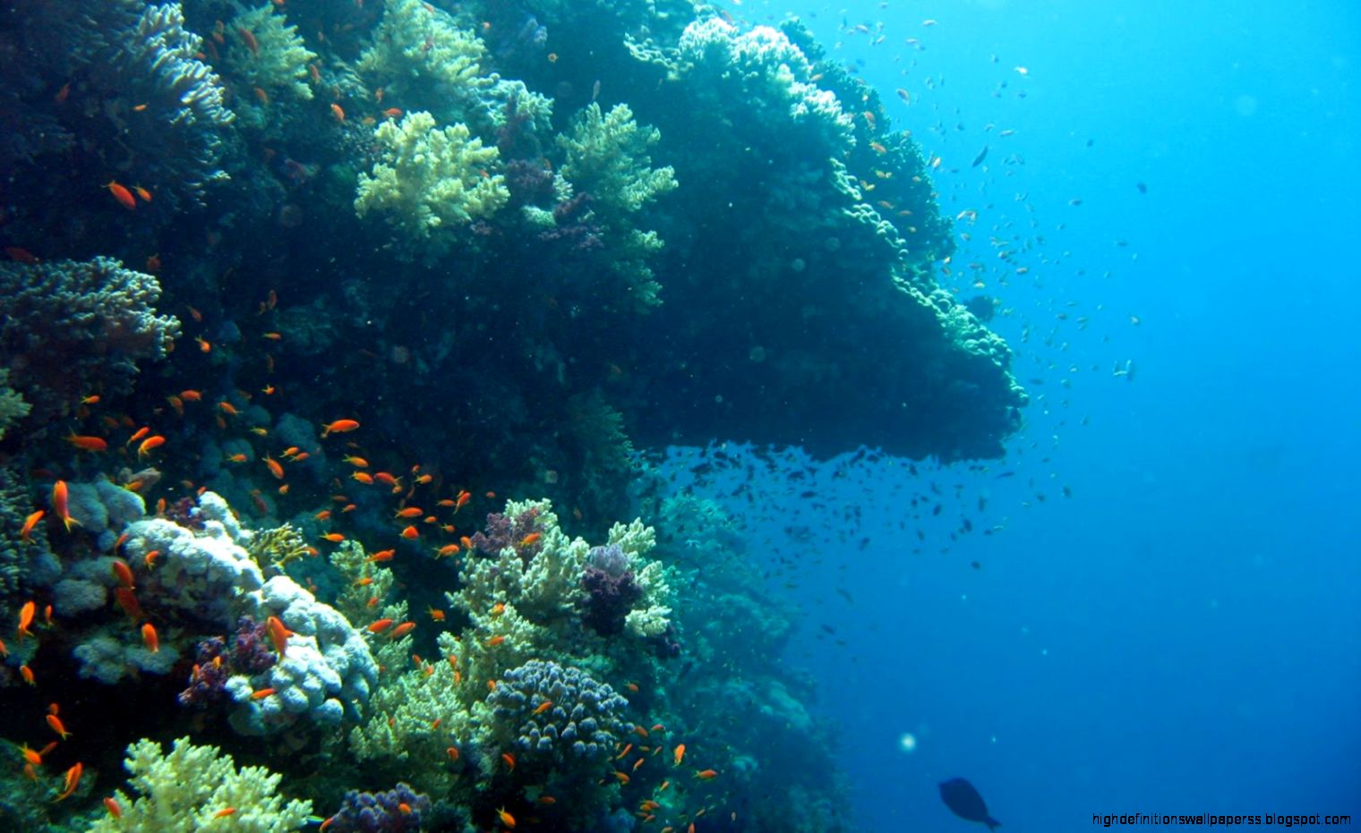 Wallpaper Calm Sea Underwater HD Desktop High Definitions