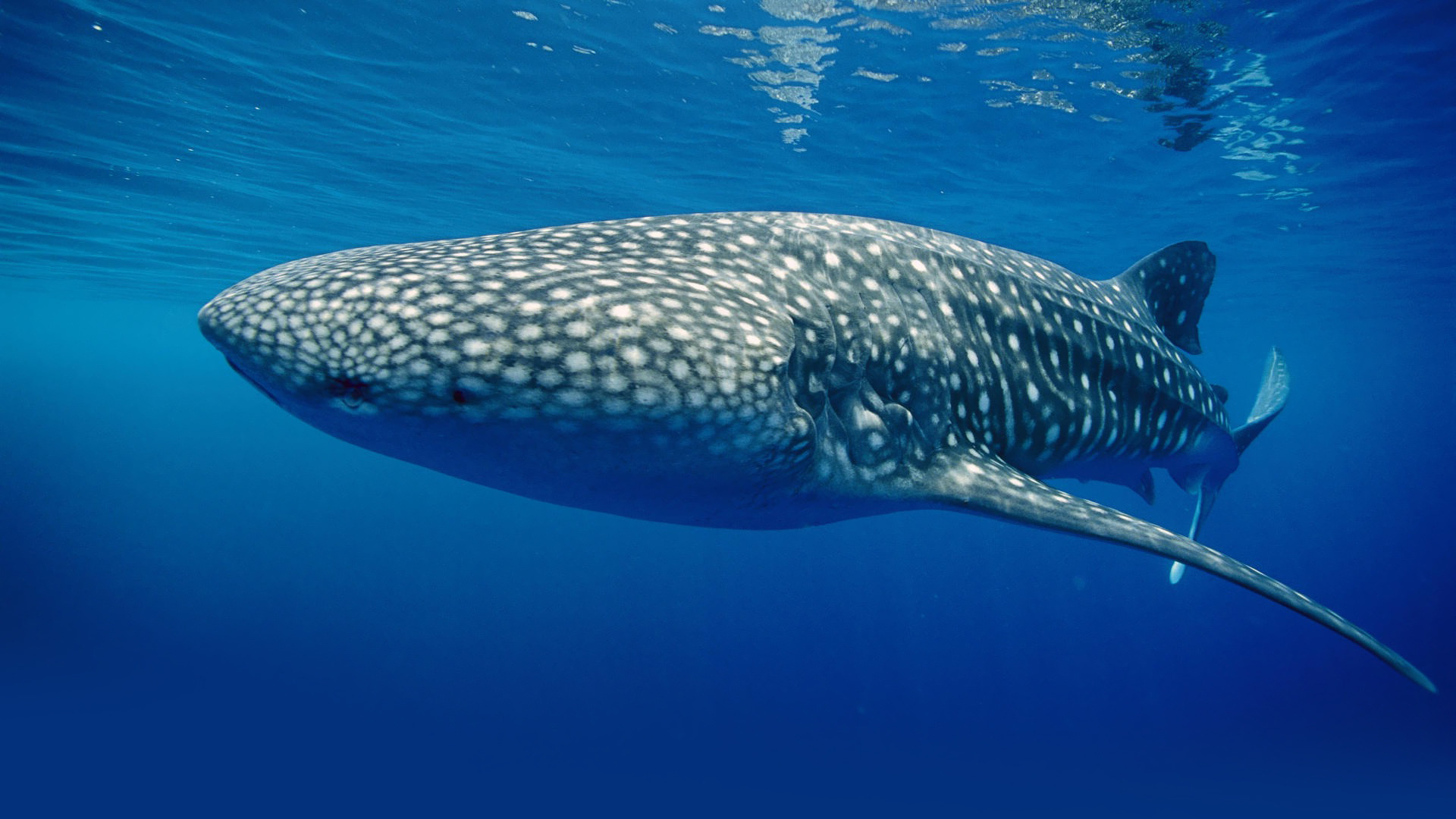 5349 Happy Whale Shark Images Stock Photos  Vectors  Shutterstock