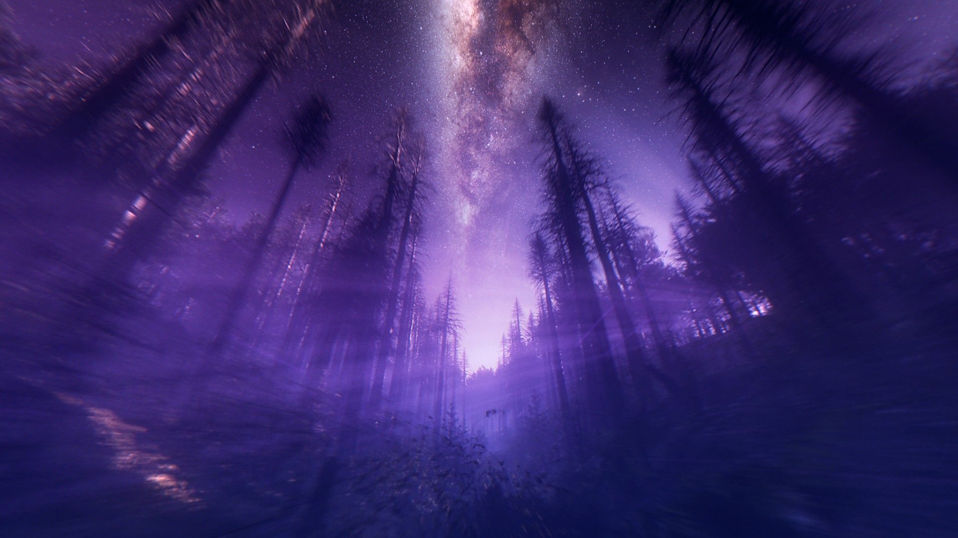 Purple Forest Wallpaper