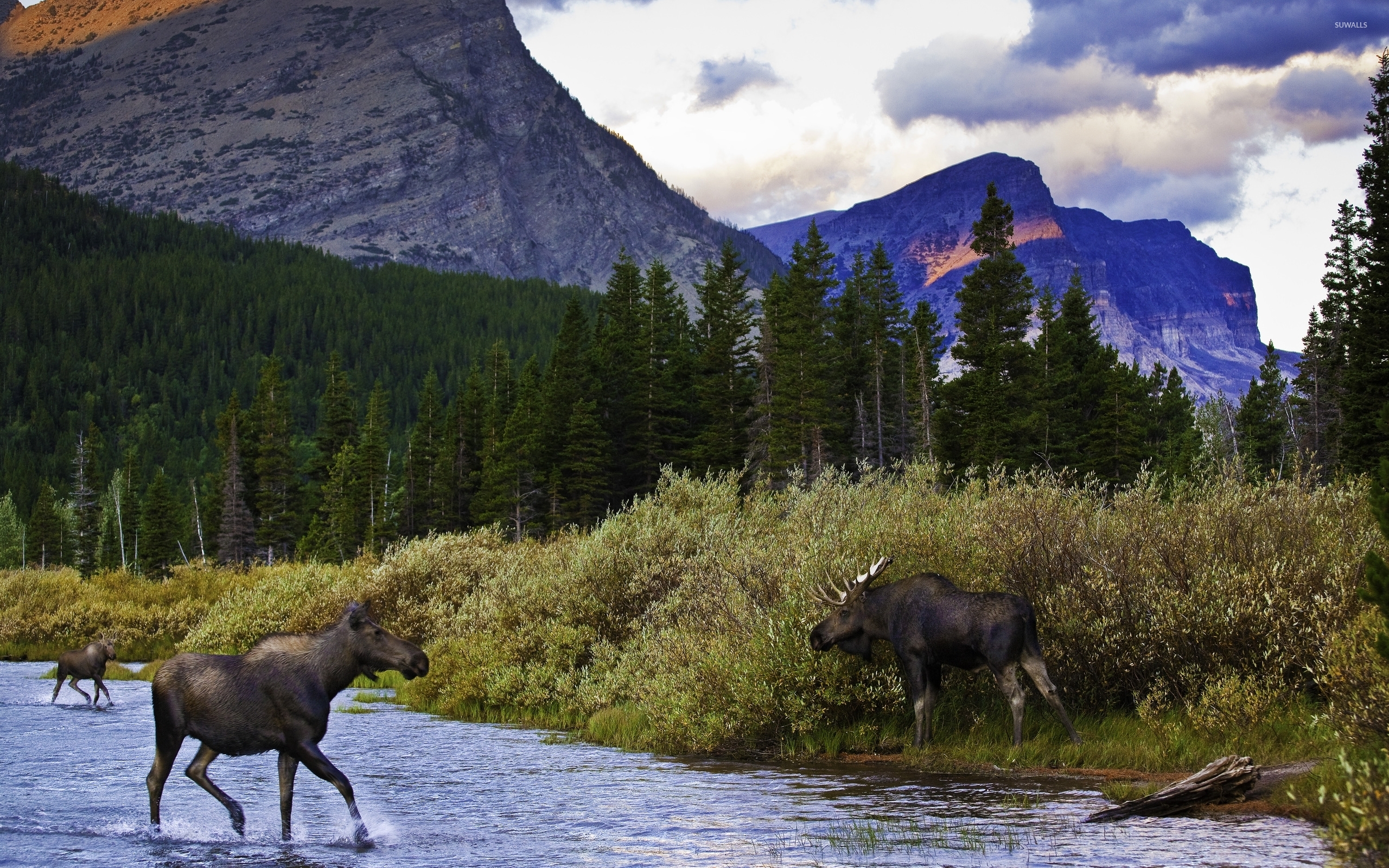 Moose In The Mountain Lake Wallpaper