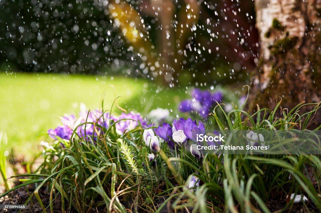 Raindrops Falling On Bllooming Purple Crocuses Flowers At Sunlight