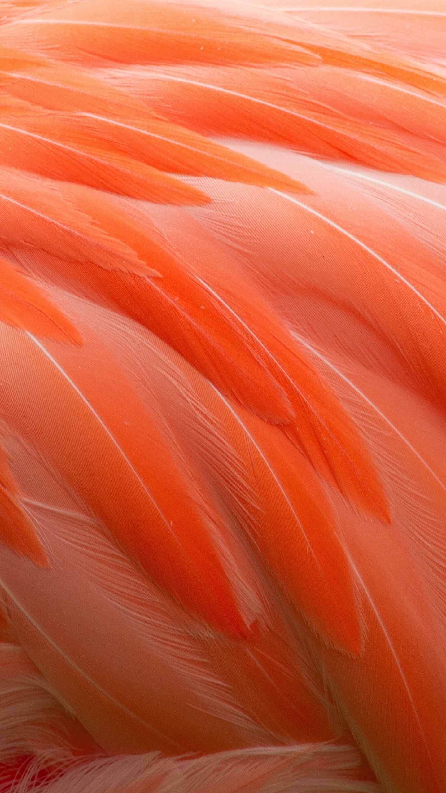 Orange Flamingo Wallpaper