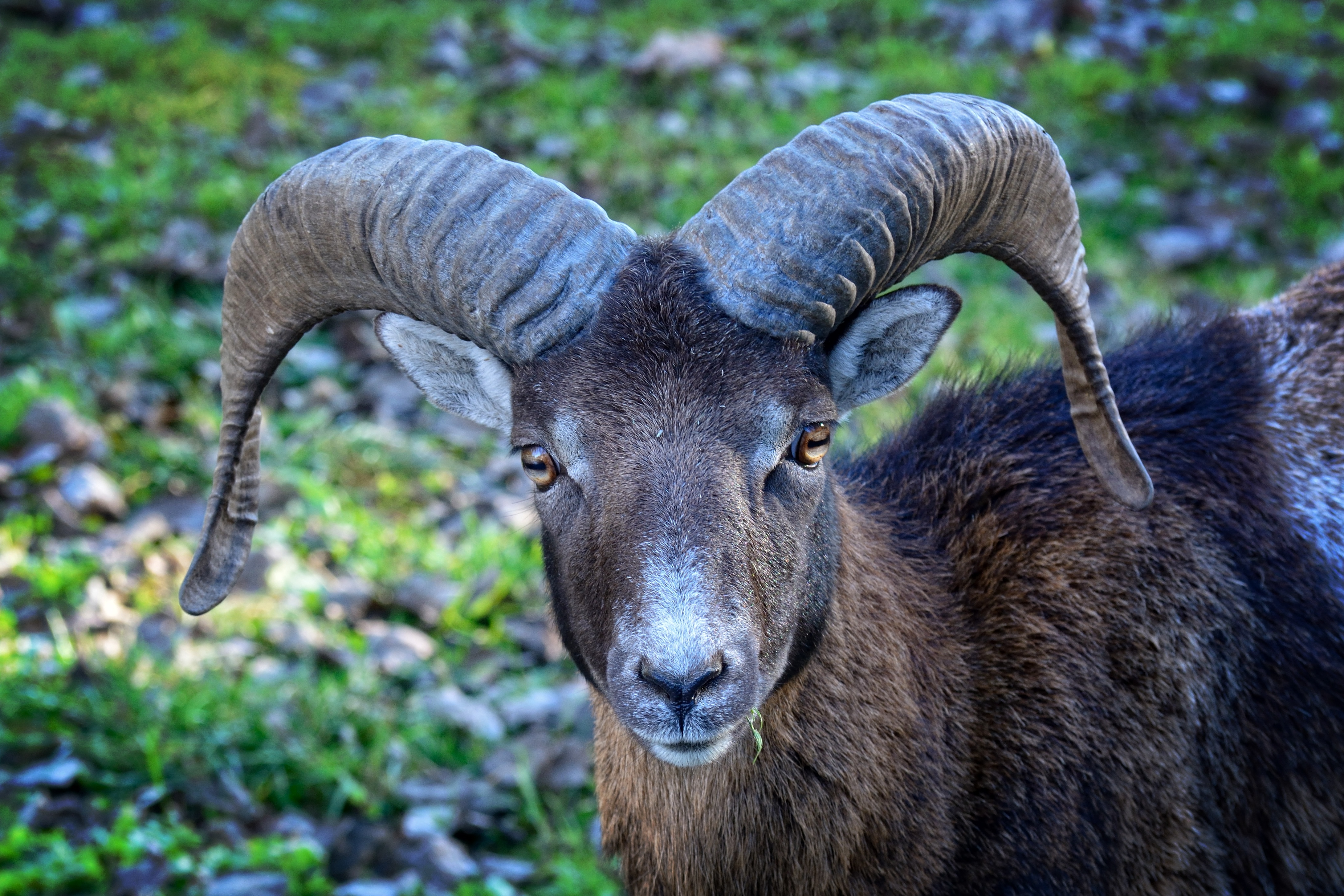 Brown Mouflon Image