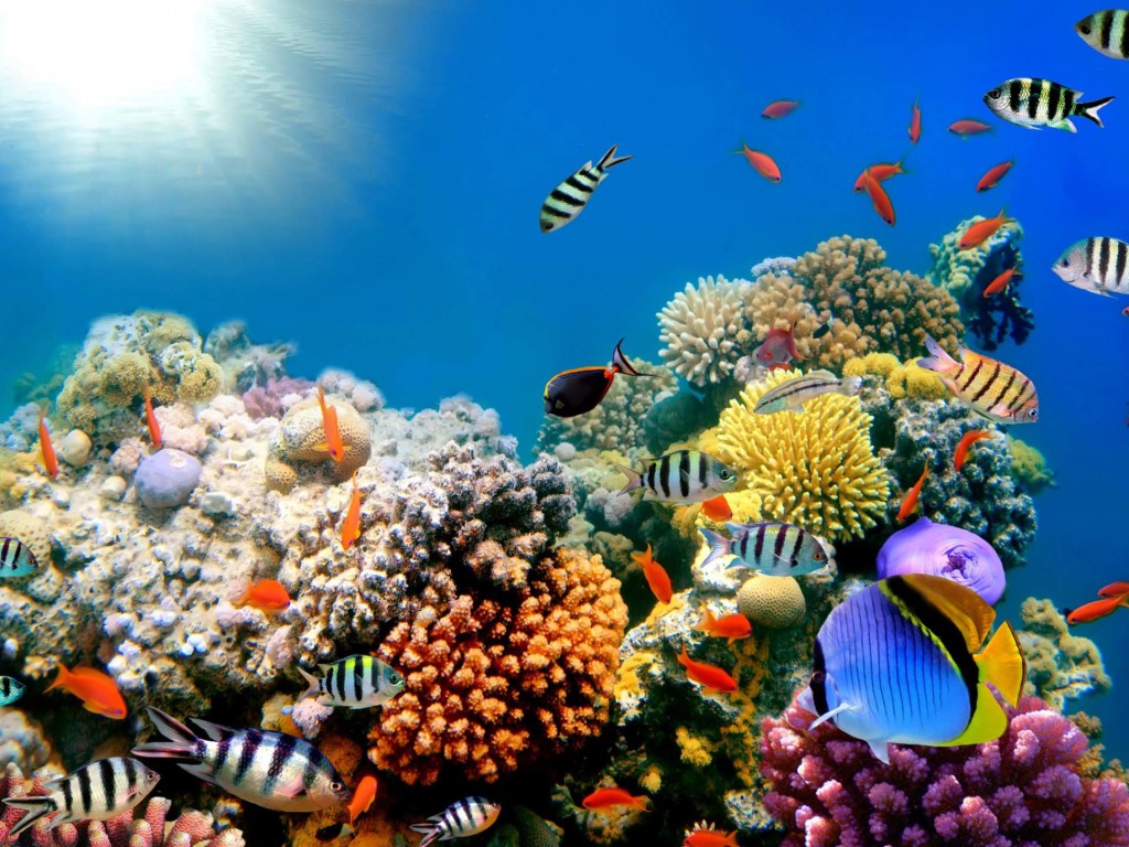 Coral Reef And Mural Sea Wallpaper For Desktop