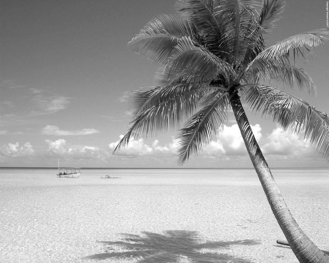 Black and white beach pictures