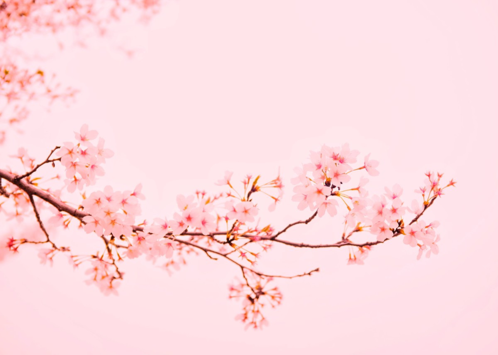 Pink Cherry Blossoms Poster By Bear Amber Art Displate