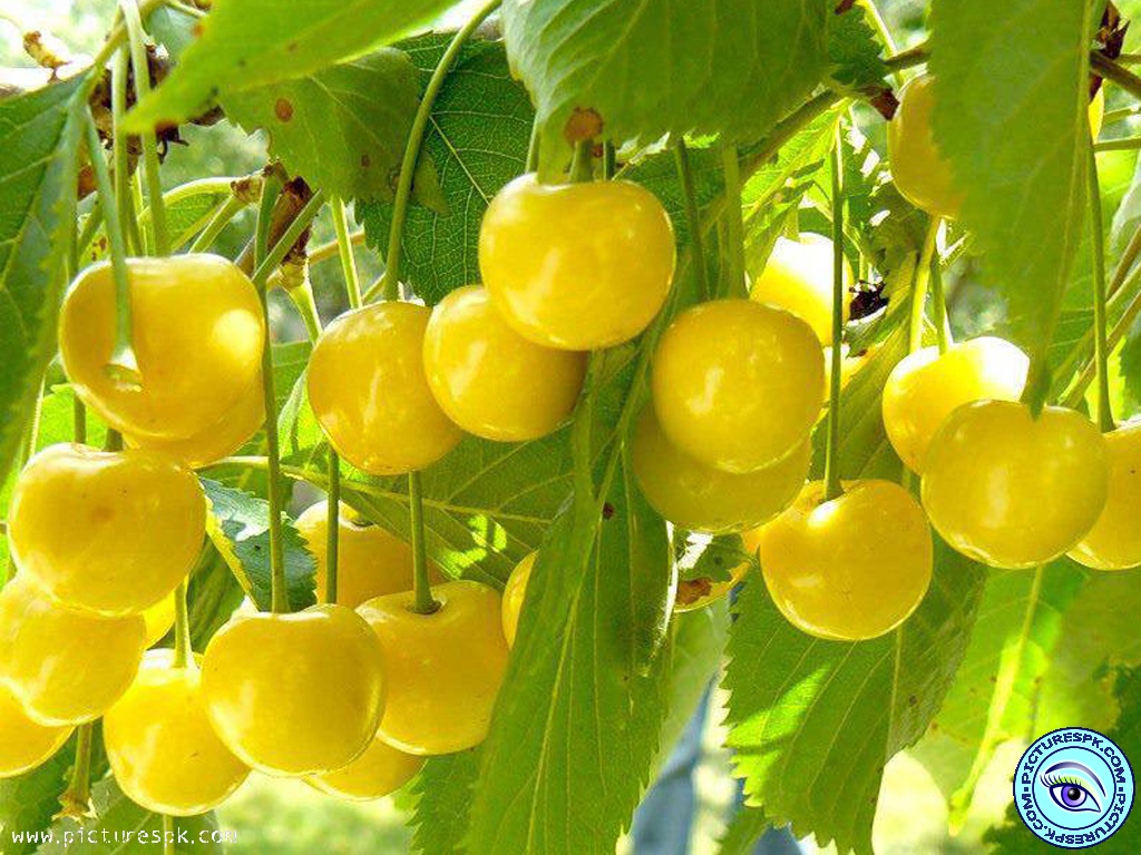 Yellow Cherry Picture Wallpaper In Resolution