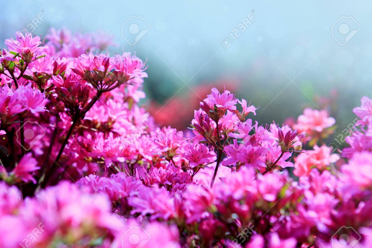 Pink Azalea Background Stock Photo Picture And Royalty