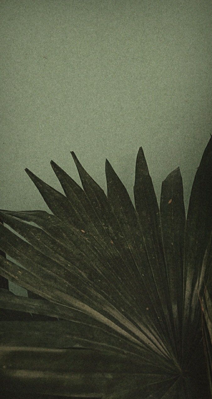 Green Aesthetic Palm Leaves Wallpaper