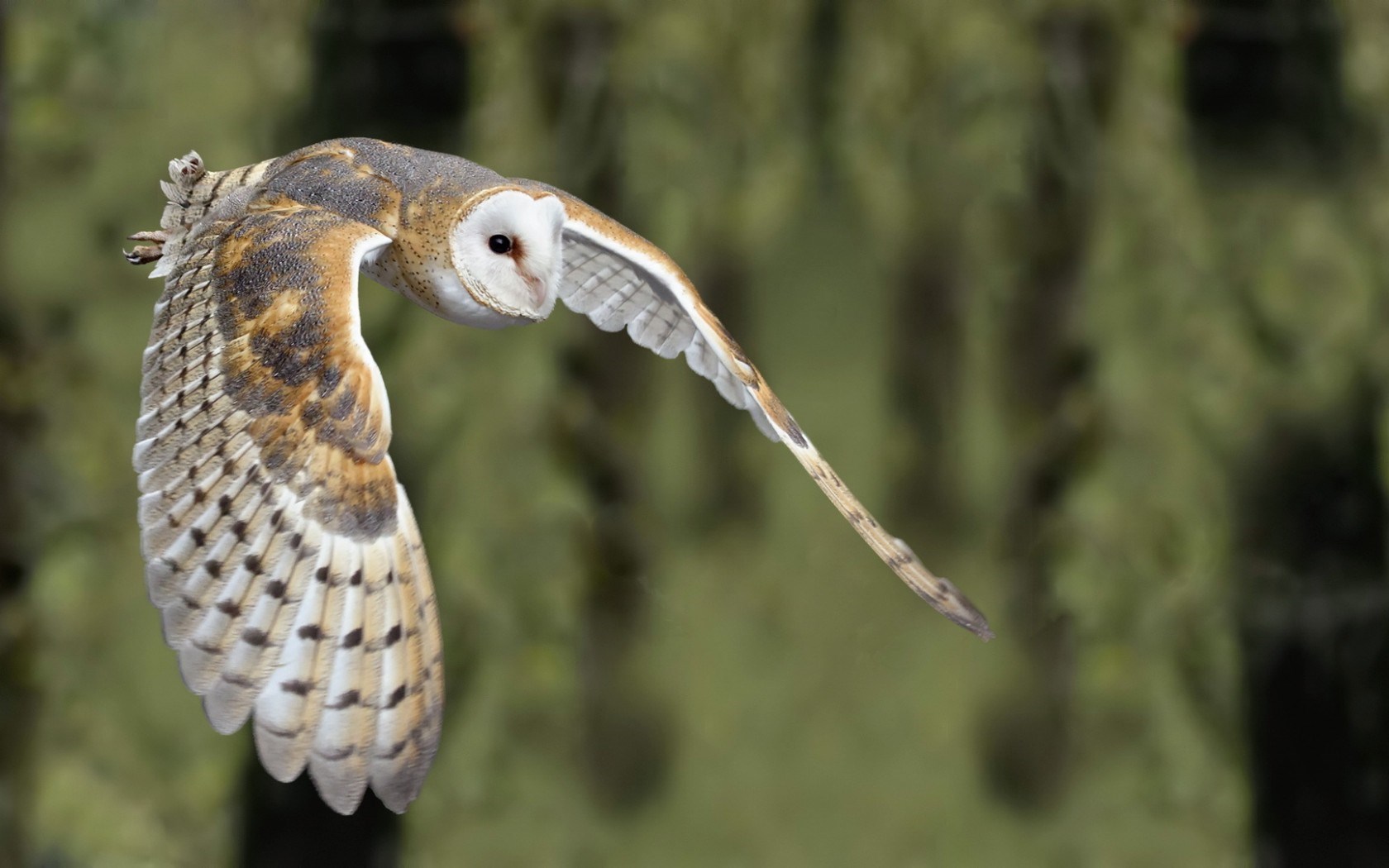 Barn Owl Bird Pictures In High Definition Or Widescreen
