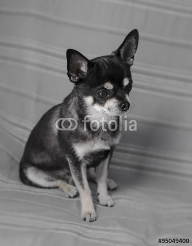 Black Chihuahua Portrait Over Grey Background Fotos De Archivo E
