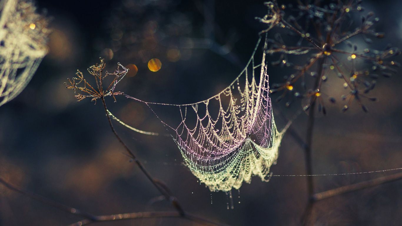 Spider Web Wallpaper