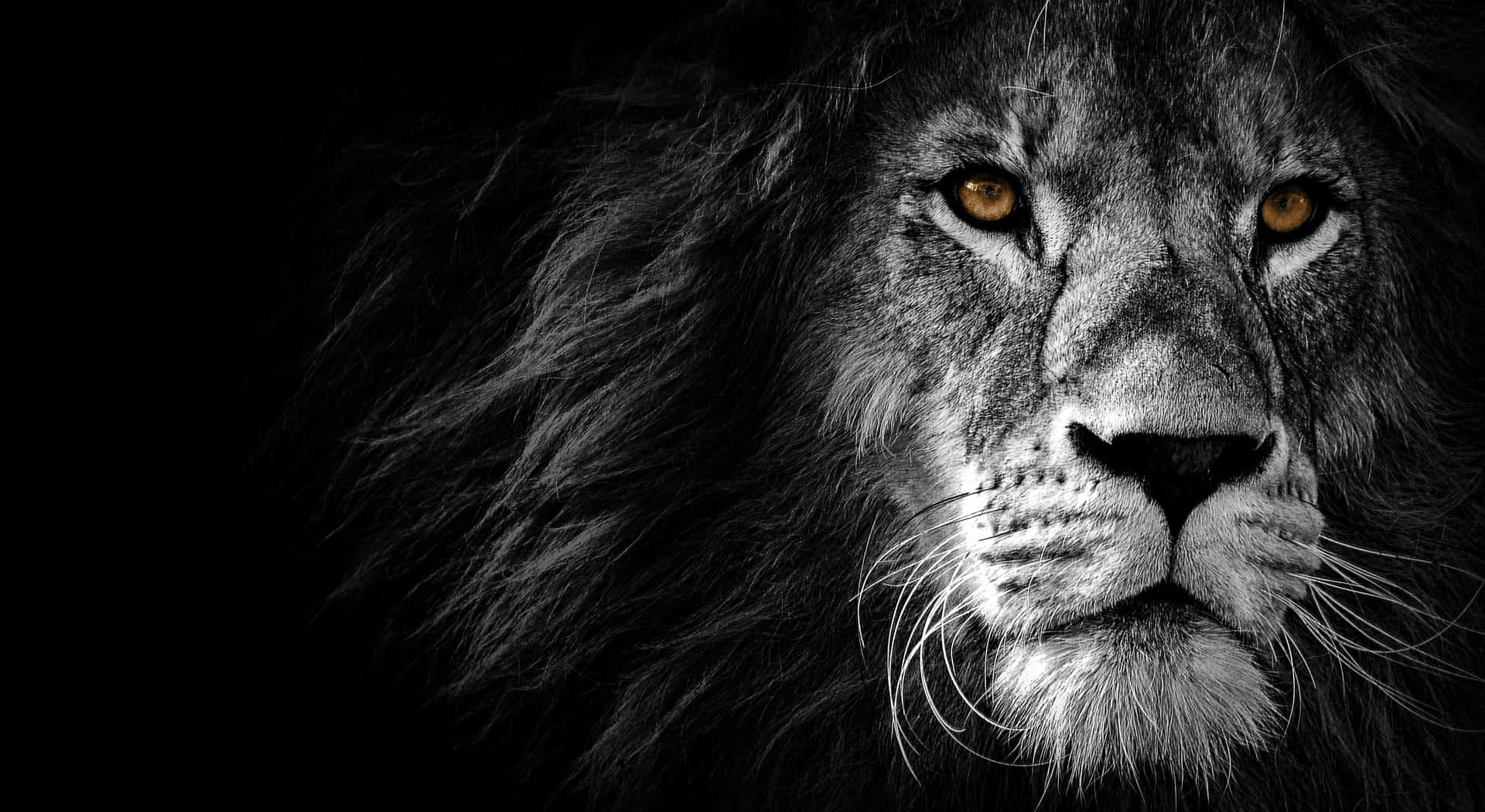 Black And White Lion Wallpaper