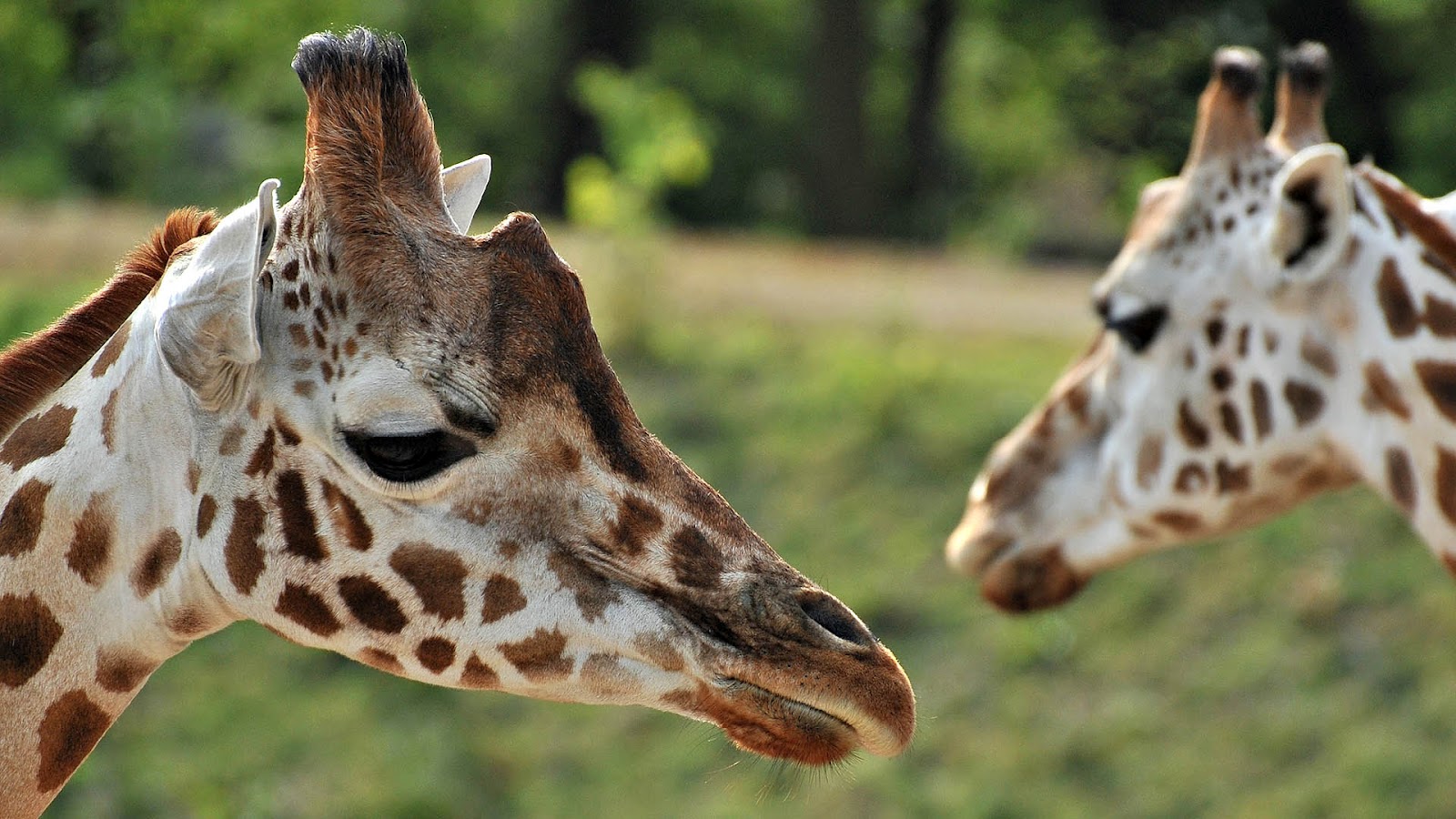 HD Giraffes Wallpaper And Photos Animals