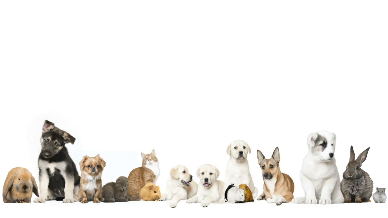 Pets On A White Background Stock Video Footage Storyblocks
