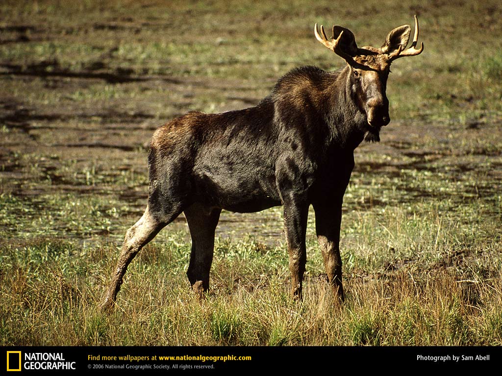 Moose Picture Desktop Wallpaper