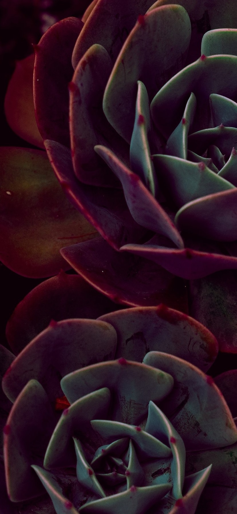 Succulent Wallpaper iPhone X