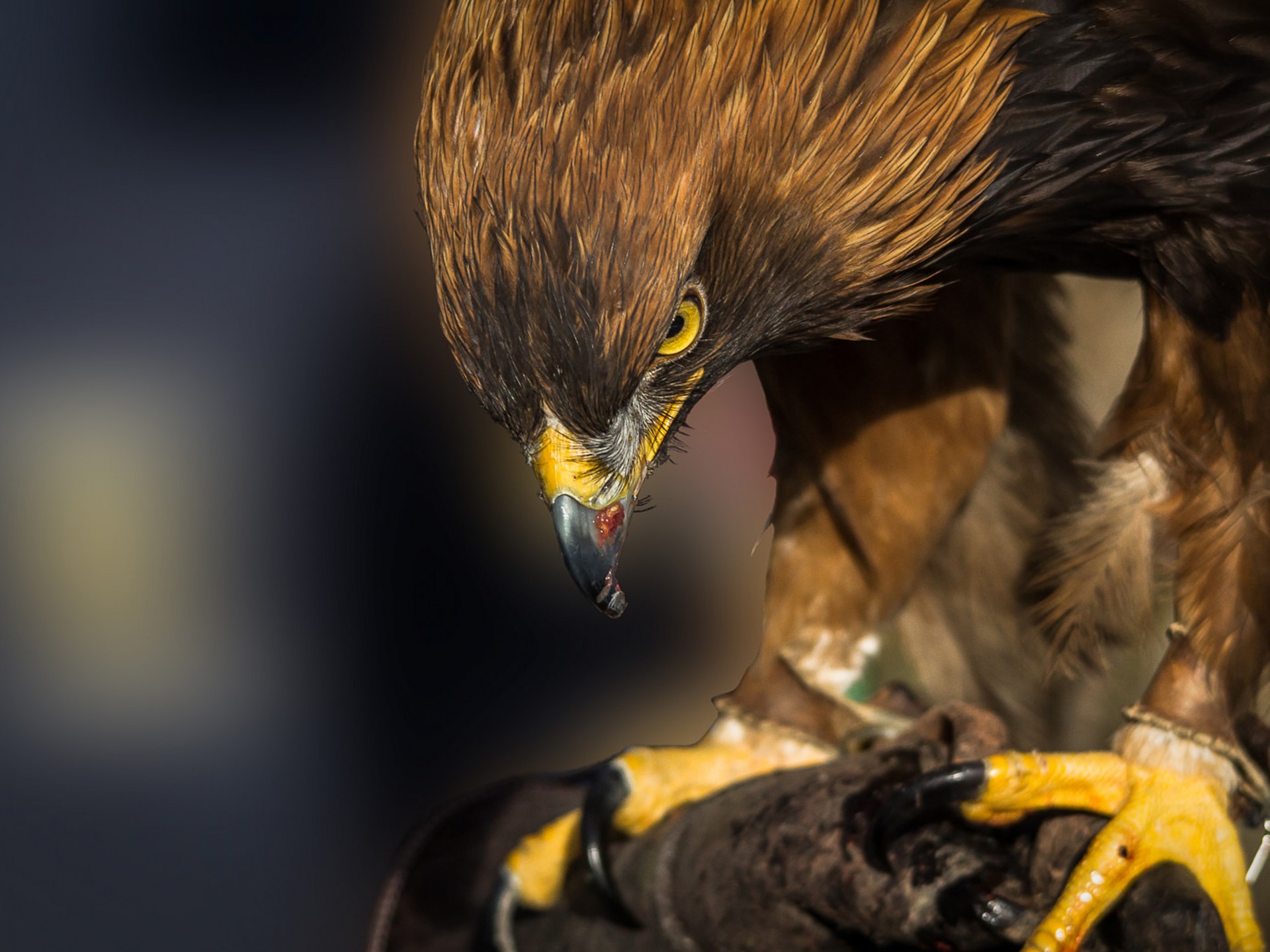 Bird Raptor Predator Eagle Of Prey Wildlife Animal