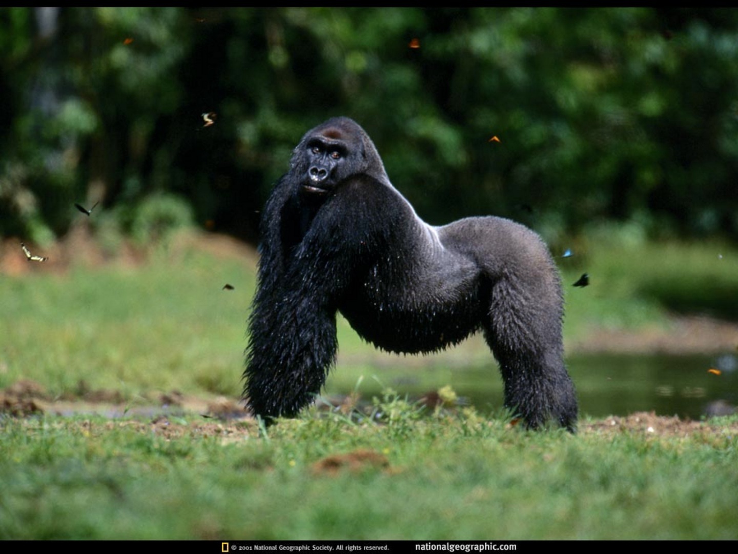 Silverback Pose Republic Of The Congo Wallpaper Photo