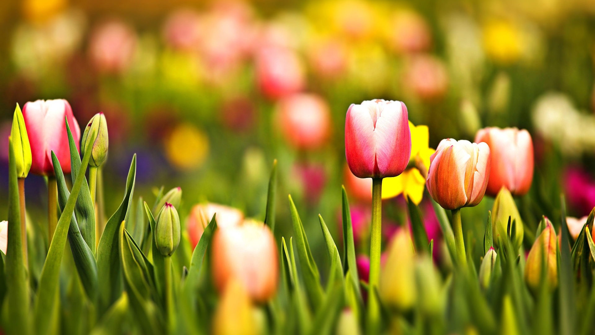 Multicoloured Spring Tulips Desktop Pc And Mac Wallpaper