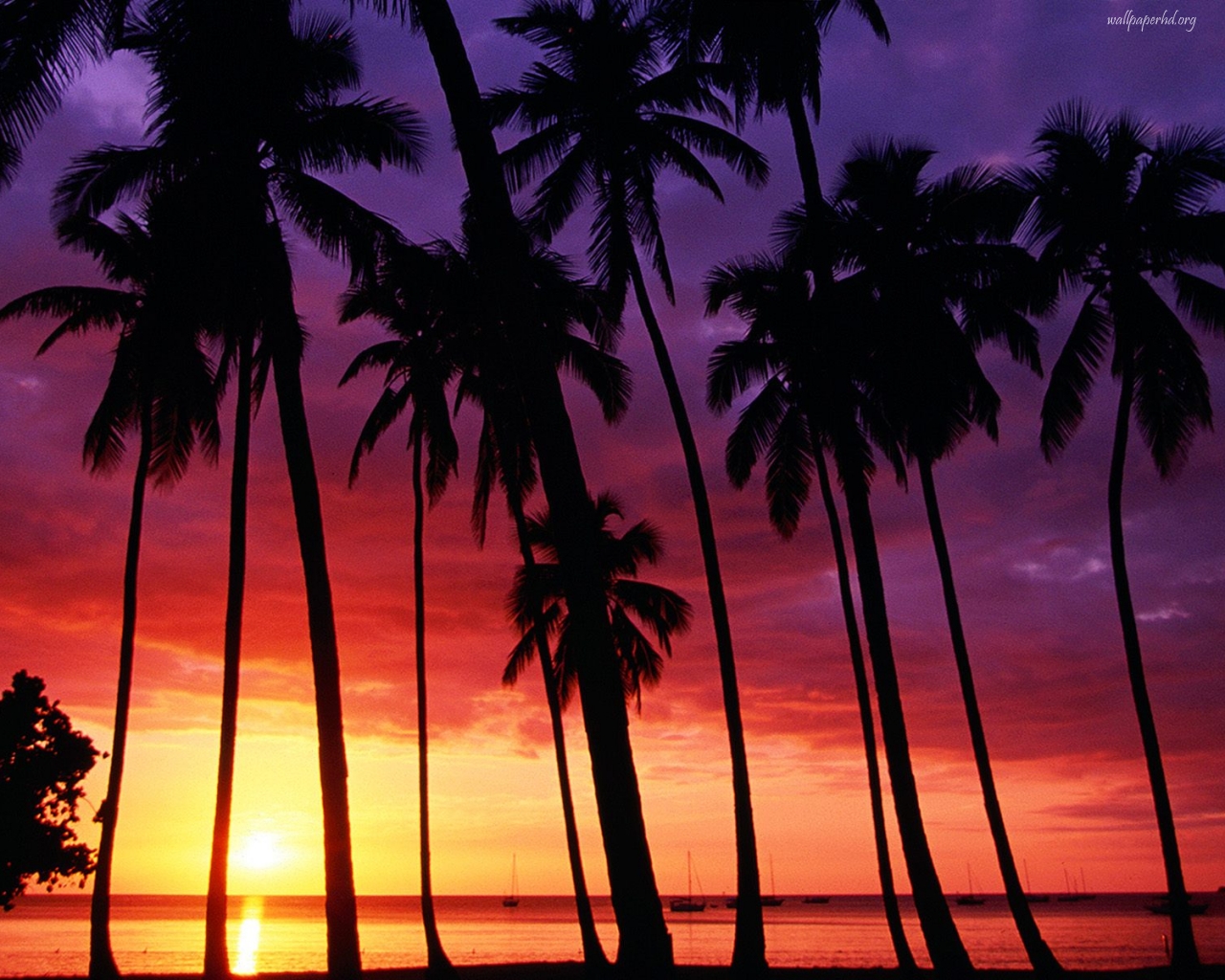 Palm Trees and Sunsets